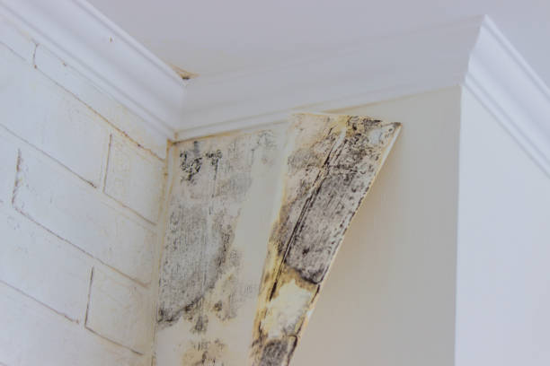 Best Emergency Mold Remediation  in East Ithaca, NY